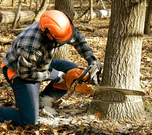 Tree Removal in Panama, IL